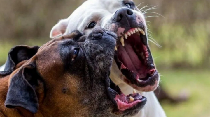 Fue a visitar a su novio y murió tras ser brutalmente atacada por seis pitbulls