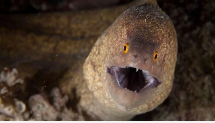Un hombre se metió una anguila por el ano para terminar con el estreñimiento y casi acaba en tragedia