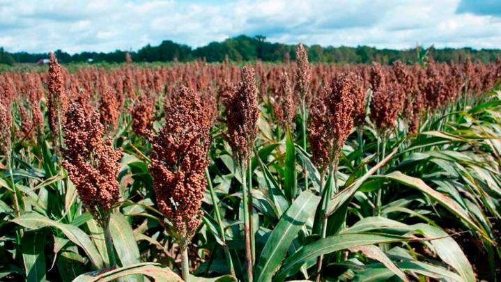 Sorgo: un cultivo histórico que comenzó a recuperar lugar en el agro argentino