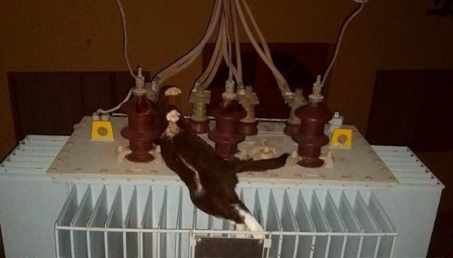 Un Gatito ocasionó corte del servicio de Luz  a media Salta 