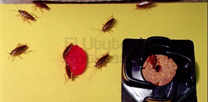Cómo eliminar una plaga de cucarachas definitivamente