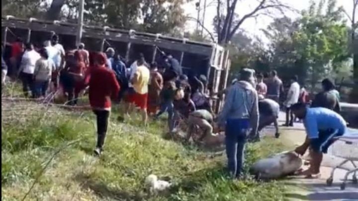 Video: volcó un camión con chanchos y los vecinos mataron a los animales para llevárselos
